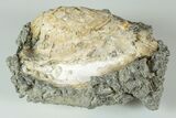 Fossil Clam with Fluorescent Calcite Crystals - Ruck's Pit, FL #191829-1